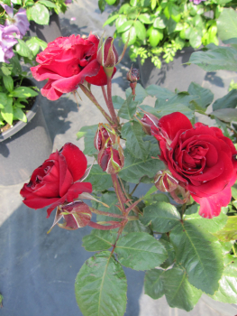 Edelrose Lübecker Rotsporn2